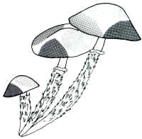 En el dibujo, se indica la característica decoración sobre el pie y la tendencia del sombrero a presentarse con diversas manchas de color.