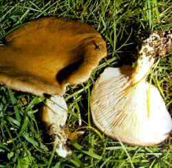 La seta comparada: La especie se compara con P. spodoleucus, similar en el color pero más esbelto, con pie largo y sombrero de diámetro más limitado robusto. Es comestible.