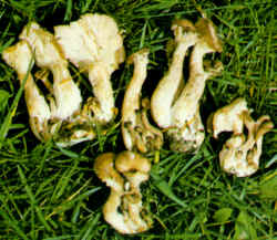 La seta comparada: La especie se compara con P. spodoleucus, similar en el color pero más esbelto, con pie largo y sombrero de diámetro más limitado robusto. Es comestible.