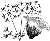 En el dibujo, se presenta una especie similar, más clara de color, que crece sobre Laserpitium latifolium, una típica umbelífera de los Alpes. Se trata de P. eryngii var. ferulae. Se ha querido indicar su aspecto y dar esquemática indicación sobre la planta simbionte.