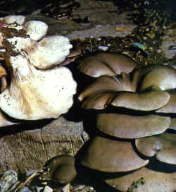 La seta comparada: La especie se compara con P. columbinus, que puede considerarse como una variedad suya, de color que no es marrón sino gris-azul.