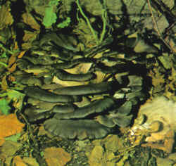 La seta comparada: La especie se compara con P. columbinus, que puede considerarse como una variedad suya, de color que no es marrón sino gris-azul.