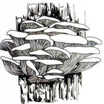 En el dibujo, se ha puesto en evidencia la forma cespitosa con sombreros múltiples, superpuestos y aplanados, que adquiere la seta.