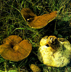 La seta comparada: Se compara aquí con el sombrero de P. tuberaster, de color similar pero con escamas más ralas. El pie casi nunca es lateral o muy excéntrico. Crece desarrollándose a partir de una masa carnosa, llamada esclerocio, que está enterrado.