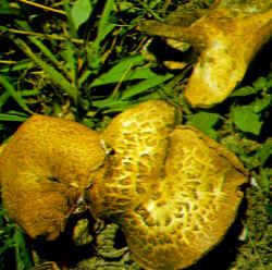 La seta comparada: Se compara aquí con el sombrero de P. tuberaster, de color similar pero con escamas más ralas. El pie casi nunca es lateral o muy excéntrico. Crece desarrollándose a partir de una masa carnosa, llamada esclerocio, que está enterrado.