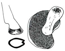 En el dibujo, se ha dibujado la huella de una pata de cabra para recordar el origen del nombre específico de esta especie.