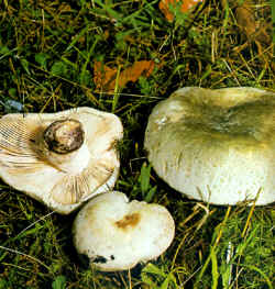 La seta comparada: Se compara con R. heterophylla, también verde en el sombrero pero de color uniforme y con las laminillas un poco decurrentes que se manchan de herrumbre. Es comestible.