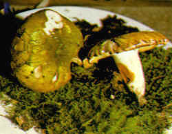 La seta comparada: Se compara con R. heterophylla, también verde en el sombrero pero de color uniforme y con las laminillas un poco decurrentes que se manchan de herrumbre. Es comestible.