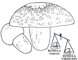 En el dibujo, Se indica la decoración del sombrero y simbólicamente su peso especifico, el mayor entre las Russula.