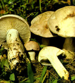 Variantes de la especie: Los ejemplares presentados muestran que la seta también puede tener un aspecto más delgado con pie esbelto y sinuoso (T. gambosum). Se notan las laminillas muy apretadas.