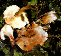 Variantes de la especie: Los ejemplares presentados muestran que la seta también puede tener un aspecto más delgado con pie esbelto y sinuoso (T. gambosum). Se notan las laminillas muy apretadas.