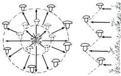 En el dibujo, se da una demostración visual del desarrollo del micelio de la seta que fructifica en los extremos y avanza radialmente.