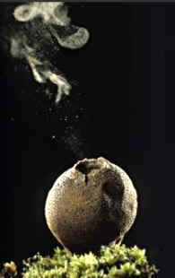 Reproducción de un hongo