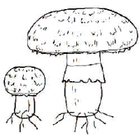 En el dibujo, se muestra la forma "simple" del anillo y la seta aún cerrada como generalmente es vendida