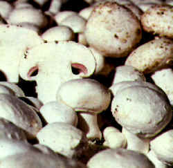 Nutricionalmente, las setas constituyen una excelente alternativa a otros alimentos, dado su contenido en minerales, vitaminas y aminoácidos esenciales para el organismo