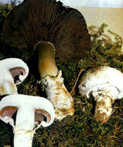 Comparación de la seta Agaricus bitorquis 