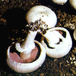 Comparación de la seta Agaricus bitorquis 