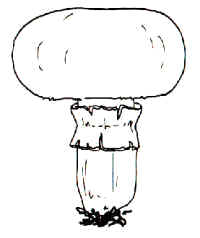 En el dibujo, se indica la presencia del anillo doble y la forma más común con la cual suele presentarse esta especie