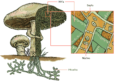 Estructura de un hongo
