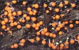 El moho plasmodial del fango 