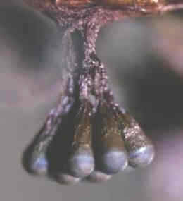 Fisiología de los hongos