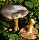Entoloma lividum