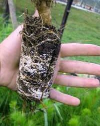 Micorrizas en una plántula de pino