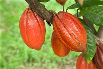 Semillas de cacao