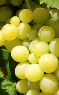 Uva Moscatel