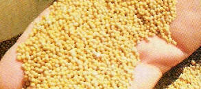 Polvos de mostaza inglesa