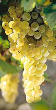Uva palomino