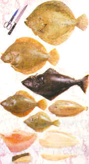 Tipos de pescados planos