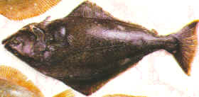 Halibut