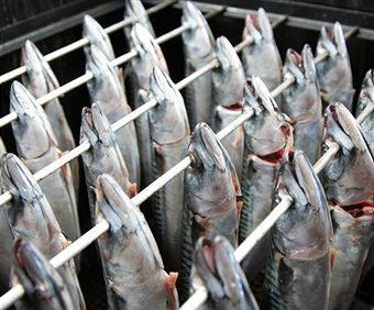 Pescado preparado para ser ahumado