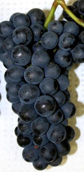 Uva Pinot Noir