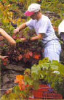 Ribeira Sacra: la viticultura heroica