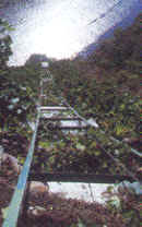 Ribeira Sacra: la viticultura heroica