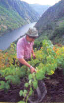 Ribeira Sacra: la viticultura heroica