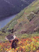 Ribeira Sacra: la viticultura heroica