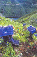 Ribeira Sacra: la viticultura heroica