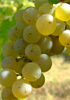 Uva Sauvignon Blanc