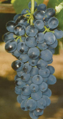 Uva Syrah