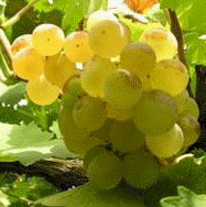Uva Torrontes