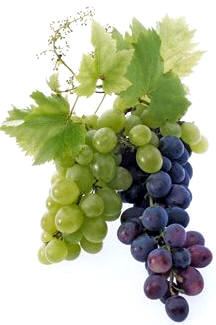 El jugo de la mayoría de las uvas, incluidas las uvas rojas, es incoloro. El color es aportado mediante fermentación en contacto con los hollejos.