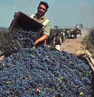 Los numerosos cultivos del valle central de Chile, permiten altas producciones, que dan lugar incluso a licores fuertes como el Pisco y aguardientes