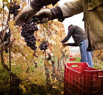 Vendimia en la región italiana de Piamonte