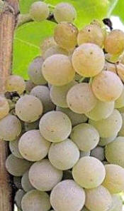 Uva verdejo o verdello