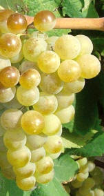 Uva Xarel-lo