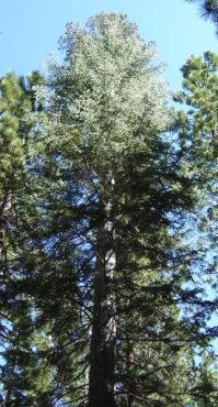 libocedro de California (Calocedrus decurrenes) 