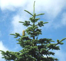 abeto blanco americano (Abies procera)